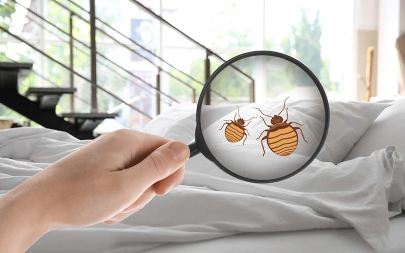 Area Rug Cleaning staten island City, Area Rug Cleaning si, Carpet Cleaning staten island City, Carpet Cleaning si, si carpet cleaning, si carpet cleaners, staten island carpet cleaning, staten island carpet cleaners, staten island carpet cleaning services, rug cleaning, rug cleaners, si rug cleaning, si rug cleaners, rug cleaning in si, rug cleaners in si, commercial carpet cleaning, commercial carpet cleaning in si, si commercial carpet cleaning, upholstery cleaning, upholstery cleaning si, upholstery cleaners in si, si upholstery cleaning, si upholstery cleaners, bed bug treatment, bed bug treatment si, si bed bug treatment, stain removal, stain removal si, si stain removal